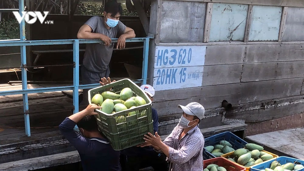 Xoài chín để rụng, làm thức ăn cho cá