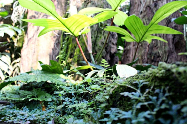 Hai người đàn ông theo đuổi, tôi bối rối không biết chọn ai