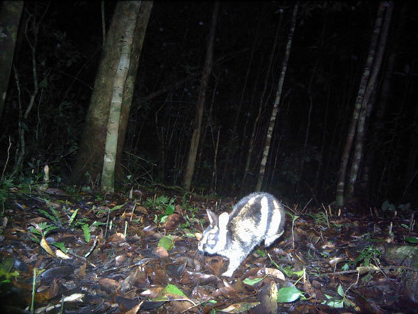 Rare striped rabbits discovered in Central Highlands