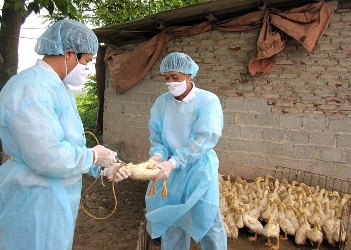 Chủng cúm A/H5N8 không chỉ tác động tới gia cầm mà còn có thể lây sang người