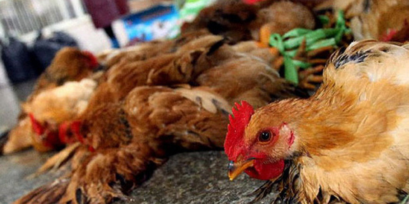 Quảng Ninh: Gia cầm gần ổ dịch cúm A/H5N8 được tiêm vaccine bao vây