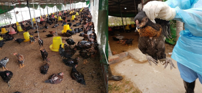Chủng Cúm gia cầm A/H5N8 có thời gian ủ bệnh ngắn