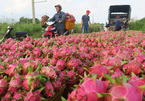 Farm produce exports: specialties reach new markets