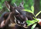 Google phối hợp WWF bảo tồn loài động vật hoang dã quý hiếm bậc nhất Việt Nam