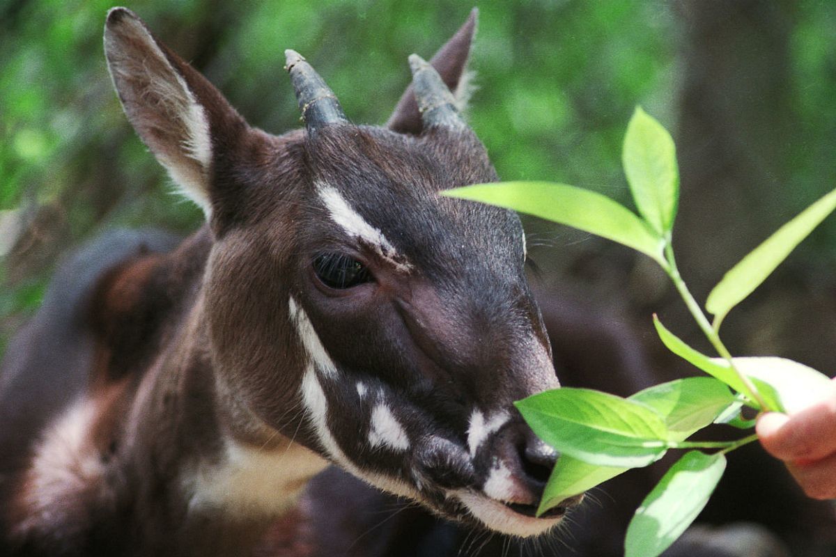 Google phối hợp WWF bảo tồn loài động vật hoang dã quý hiếm bậc nhất Việt Nam