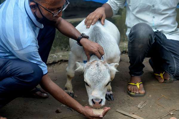 Hàng nghìn người Bangladesh đổ xô đi xem bò tí hon