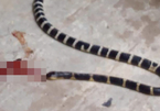 Hai nạn nhân bị rắn độc tấn công, 1 người tử vong ở Nghệ An
