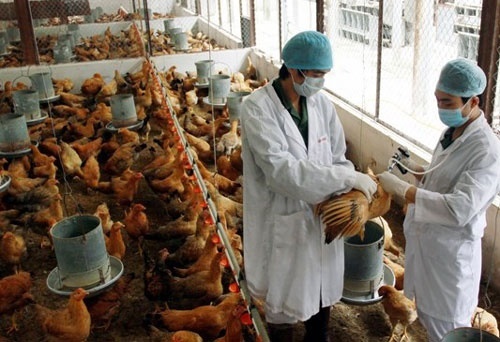 Lạng Sơn cấp bách triển khai các biện pháp ngăn chặn cúm gia cầm A/H5N8