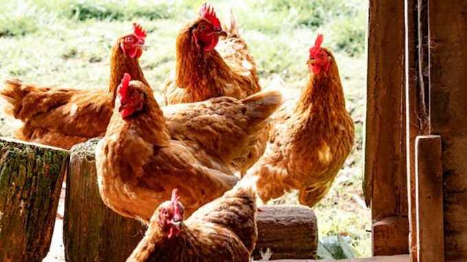 Huyện Tràng Định đẩy mạnh các biện pháp bao vây, ngăn cúm gia cầm bùng phát trở lại