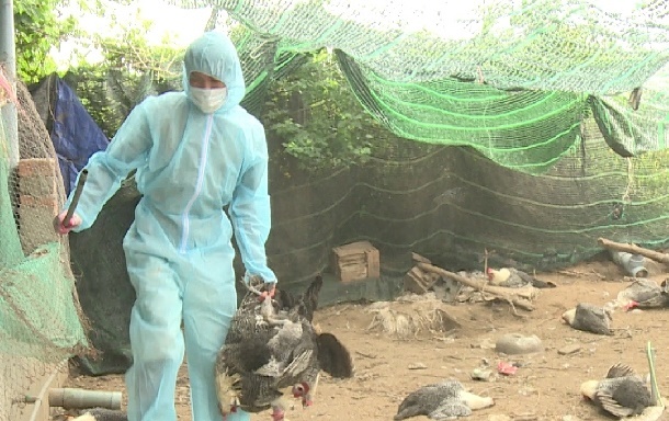 Lào Cai quyết liệt ngăn chặn virus cúm gia cầm độc lực cao