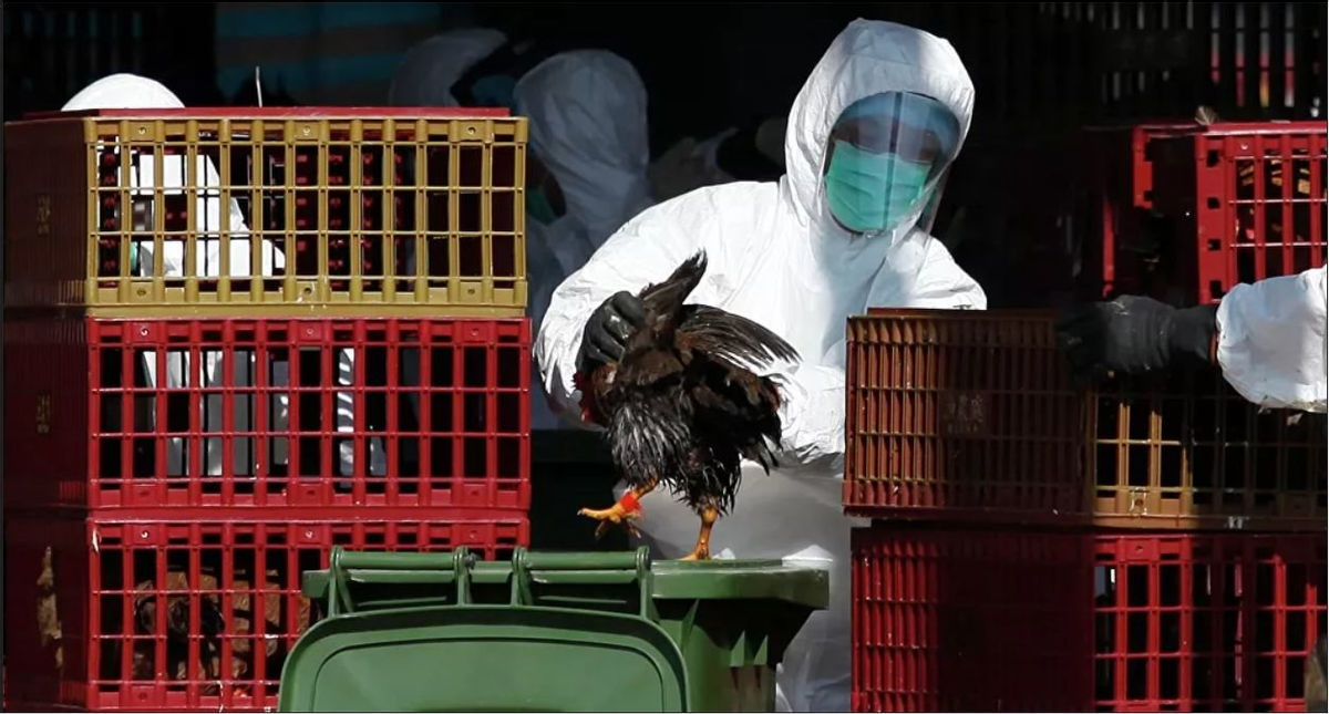 Tiền Giang khuyến cáo người dân chủ động phòng ngừa cúm gia cầm trong mùa mưa