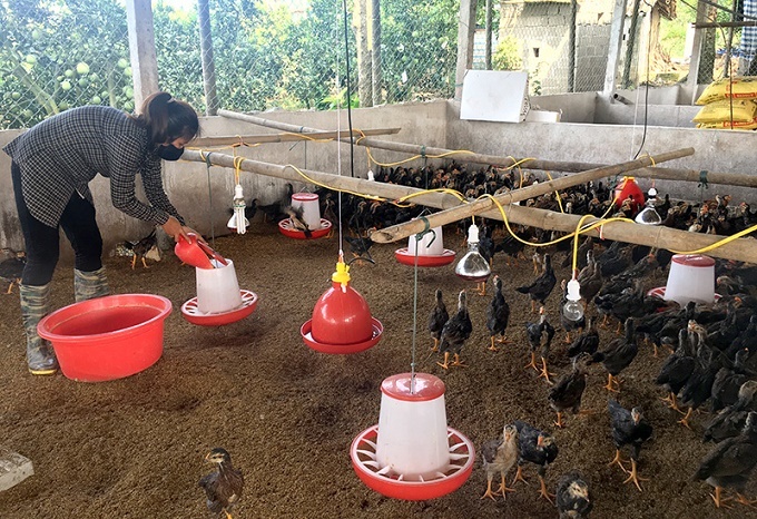 Thị xã Phổ Yên đã tiêm trên 5000 liều vắc-xin ngừa cúm gia cầm