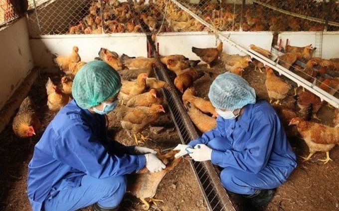 Tuyên Quang kiểm soát cúm gia cầm A/H5N6, không để dịch bùng phát