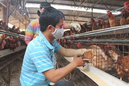 Đồng Nai: Xã hội hóa vắc-xin cúm gia cầm từ năm 2021