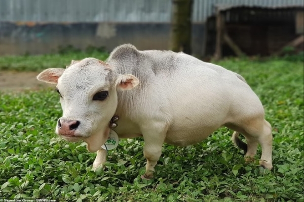 Chú bò tí hon nhất thế giới, chỉ cao... 51cm