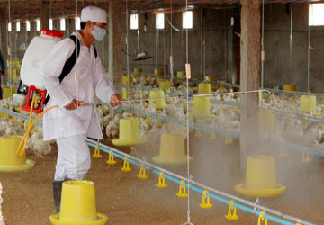 Phòng chống dịch cúm gia cầm, Hà Nam tích cực phun thuốc khử trùng chuồng trại