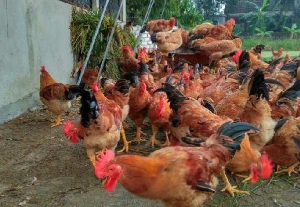 Thanh Hóa khuyến khích hộ chăn nuôi gia cầm chuyển sang chăn nuôi an toàn sinh học