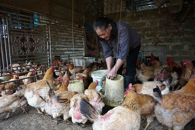 Sóc Trăng: Tạo hành lang an toàn bảo vệ đàn gia cầm trước nguy cơ dịch cúm