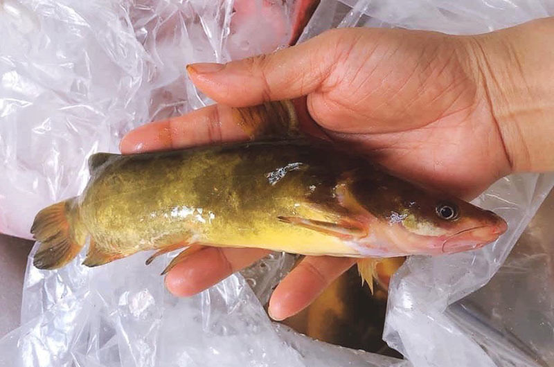 Của hiếm sông Đà: Loài cá vàng óng, muốn ăn phải đặt trước nửa năm