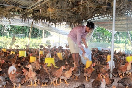 Đắk Nông lập rào chắn chống cúm gia cầm bằng giải pháp nuôi gà an toàn sinh học