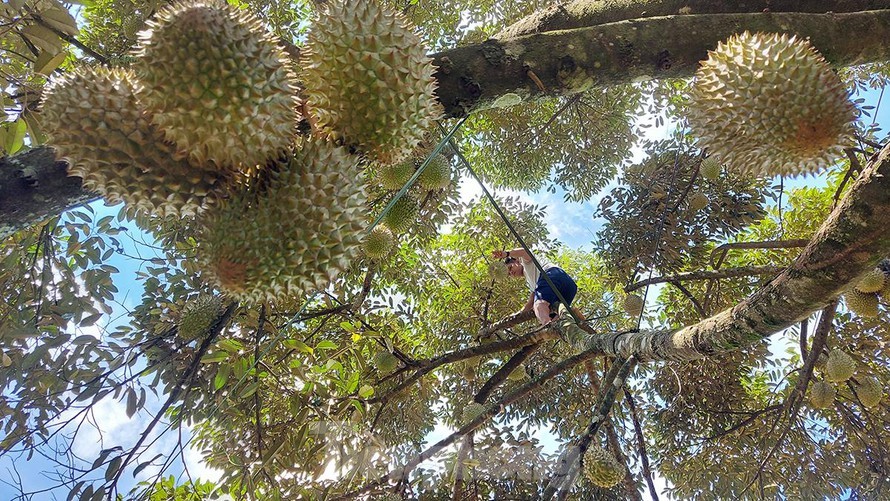 Ăn sầu riêng ai cũng xuýt xoa, nhưng nhìn hái sầu ai cũng thót tim