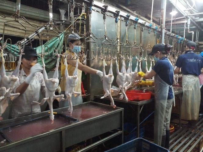 Hà Nội: Giết mổ gia súc, gia cầm tập trung để giảm nguy cơ lây lan dịch bệnh