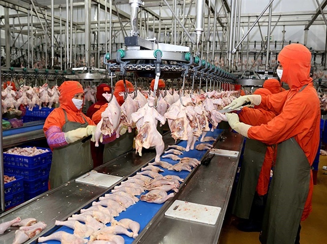 Thanh Hóa tăng cường kiểm việc vận chuyển, giết mổ trước diễn biến mới của dịch cúm gia cầm