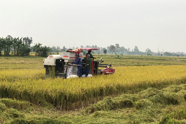 Gieo mạ, cấy lúa bằng máy để tăng năng suất, nâng thu nhập