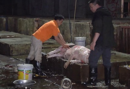 Lào Cai giết mổ gia súc tập trung, thiết lập vùng an toàn dịch bệnh