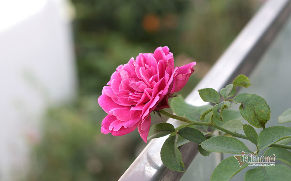 Đàn ông ngoại tình vì chán vợ?