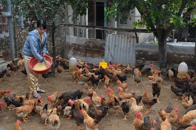Ninh Bình: Khuyến khích sản xuất các chế phẩm sinh học thay thế kháng sinh trong chăn nuôi gia cầm