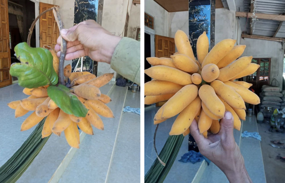 Thứ quả chỉ to hơn ngón tay, có tên lạ đời khiến nhiều người ngạc nhiên