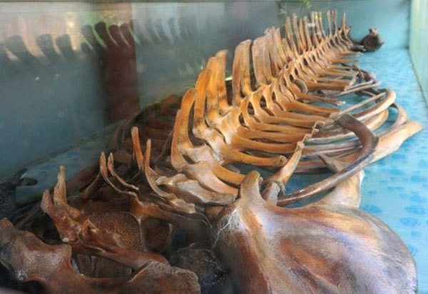 Thanh Hoa: Unique temple worships intact whale skeleton