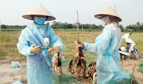 Xuất hiện ổ dịch A/H5N8, Bắc Ninh nỗ lực hướng dẫn người dân tiêm vắc-xin cho gia cầm