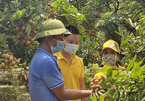 Nhãn Hưng Yên vào vụ, ngàn nông hộ bán hàng lên sàn thương mại điện tử