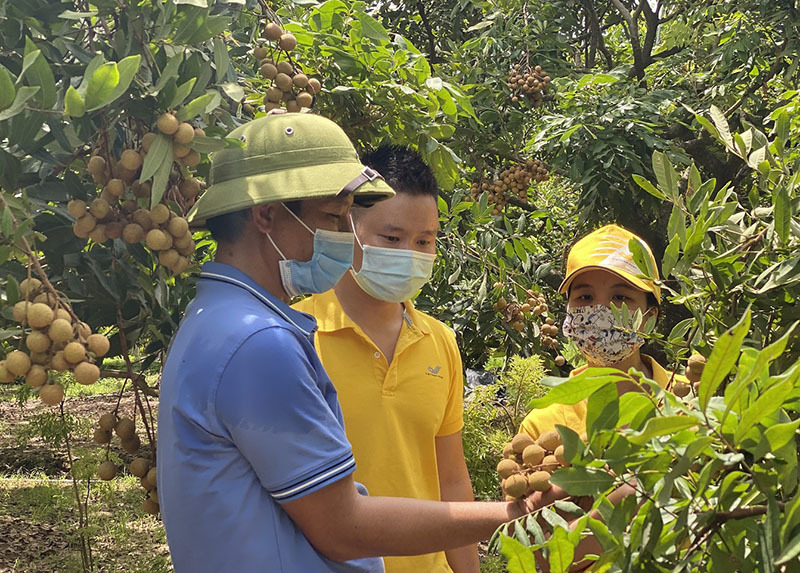 Nhãn Hưng Yên vào vụ, ngàn nông hộ bán hàng lên sàn thương mại điện tử