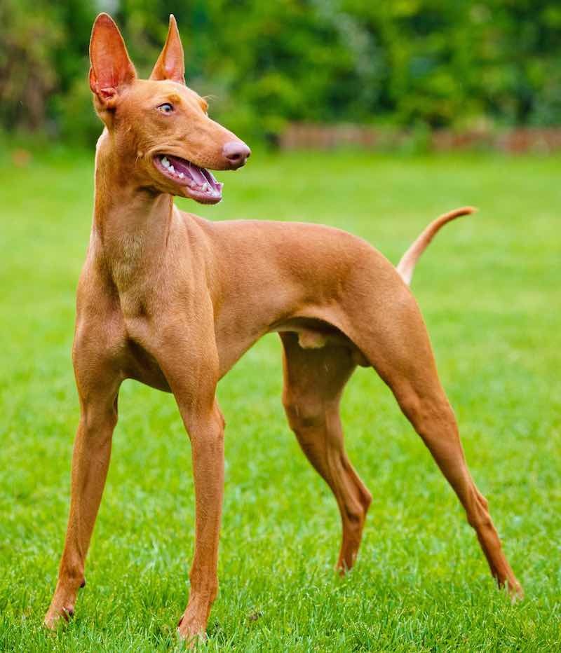 giong-cho-pharaoh-hound-ai-cap