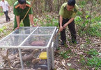 VND1 billion fines imposed on violators of wildlife protection regulations