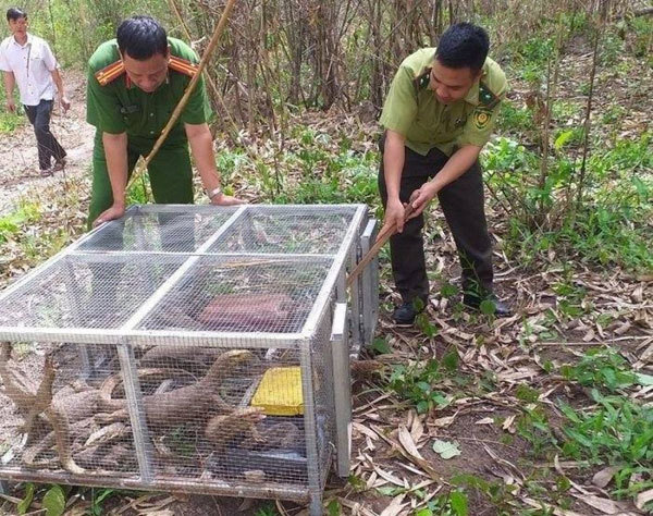 VND1 billion fines imposed on violators of wildlife protection regulations