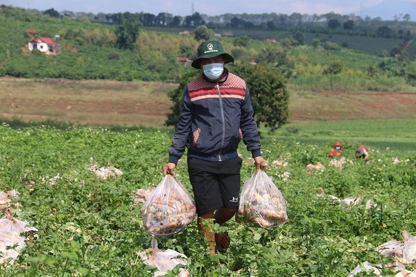 Người Đắk Lắk, Đắk Nông gom rau xanh, củ cải gửi tặng TP.HCM chống dịch