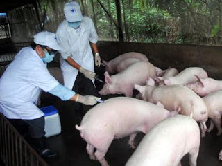 Thực hiện đồng bộ các biện pháp chuyên môn ngay từ cơ sở để phòng, ngừa dịch lở mồm long móng
