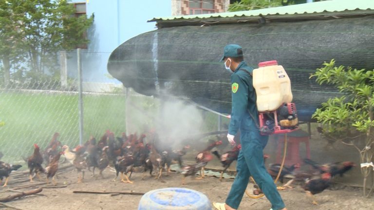 Hà Nội: 100% địa phương hoàn thành kế hoạch khử khuẩn, tiêu độc chuồng trại đợt 1/2021