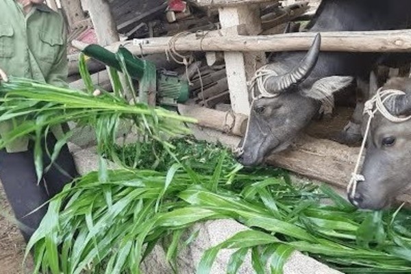 Đồng Văn thường xuyên kiểm tra, giám sát chặt chẽ vật nuôi
