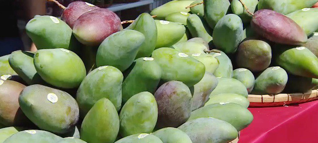 Xoài Sơn La lên đường chinh phục thị trường thế giới