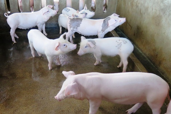 Các trang trại chăn nuôi không bị dịch bệnh nhờ phòng, chống xâm nhiễm nghiêm ngặt