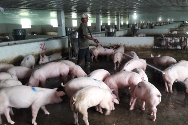 “Vũ khí” số một để phòng, chống dịch bệnh lở mồm long móng