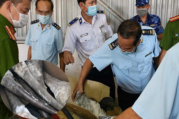 138 kg sừng tê giác ‘núp bóng’ gỗ Nam Phi chuyển về cảng Đà Nẵng