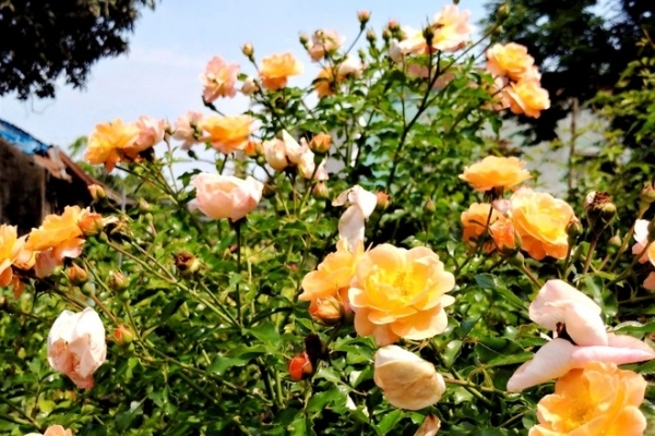 Đưa giống hồng ngoại về miền cát bỏng, anh nông dân trẻ thu lãi cao