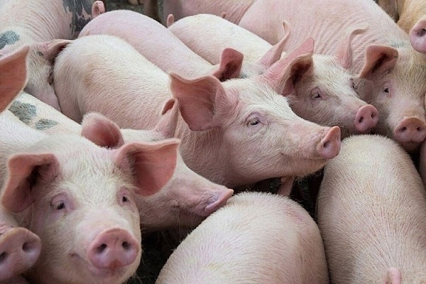 TP. HCM áp dụng quy trình kỹ thuật, công nghệ mới trong chăn nuôi gia súc
