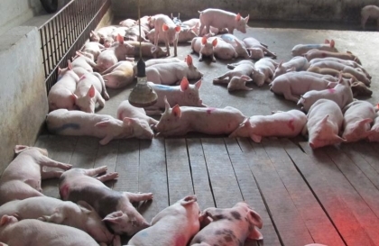 Ninh Bình: Quy hoạch, phát triển các cơ sở chăn nuôi an toàn sinh học, ngăn ngừa dịch bệnh